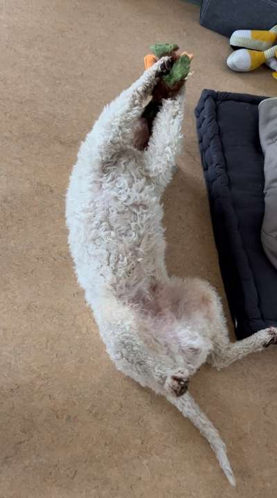 Dogorama Photo Challenge - Zeigt her eure Bäuche-Beitrag-Bild