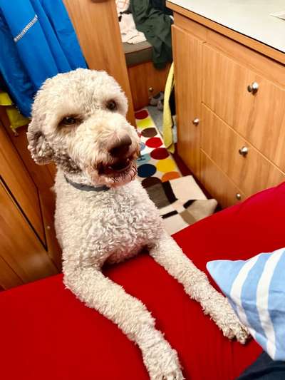 Zeige den lustigsten Blick deines Hundes-Beitrag-Bild