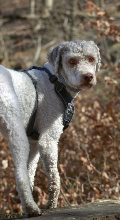 Vom Welpen zum Hund-Beitrag-Bild