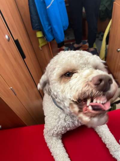 Zeige den lustigsten Blick deines Hundes-Beitrag-Bild