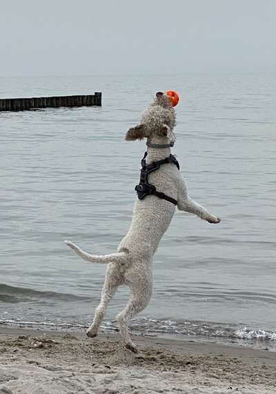 Foto Challenge Nr. 137 - Lass die Ohren fliegen-Beitrag-Bild