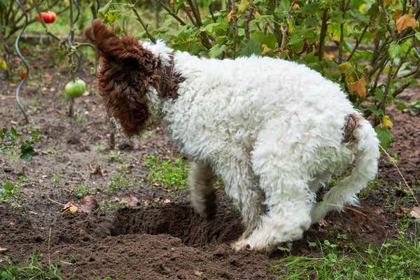 Fotochallenge 129-Beitrag-Bild