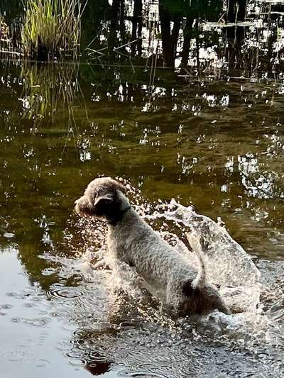 Fotosammlung: ,,Der natürliche Hund" Unbearbeitet, ungestellt und in Natura-Beitrag-Bild