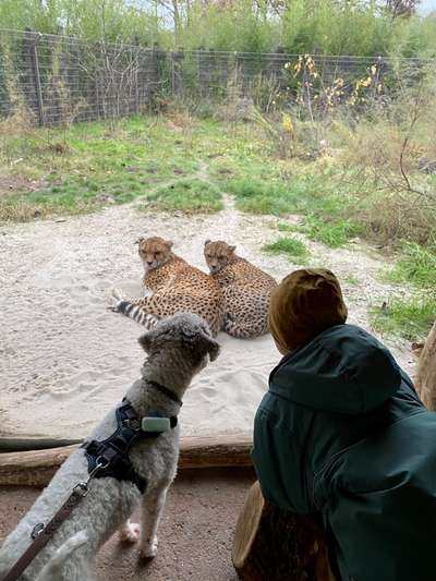 54. Handy Foto Challenge - Zoo Besuch-Beitrag-Bild