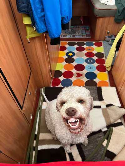 Handy Foto Challange Nr. 46  Happy Dog-Beitrag-Bild