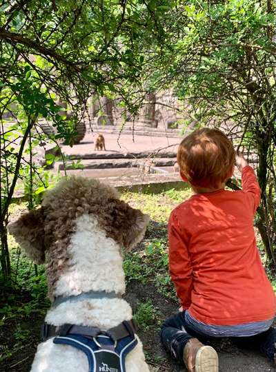 Dogorama Photo Challenge - Durchblick-Beitrag-Bild