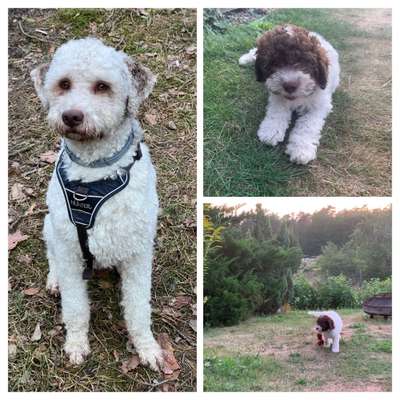 Welpenfotos-Beitrag-Bild