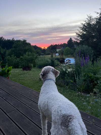 Lagotto Romagnolo Besitzer-Beitrag-Bild