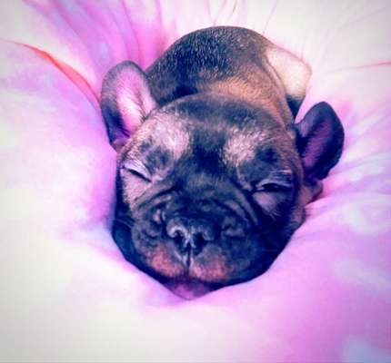 Französische Bulldoggen-Beitrag-Bild