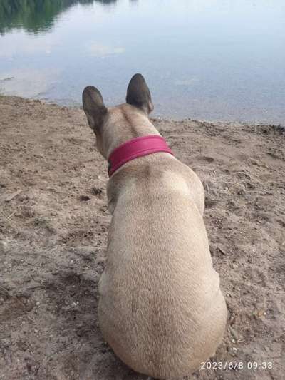 Hundetreffen-Welpentreffen und Spaziergang-Bild