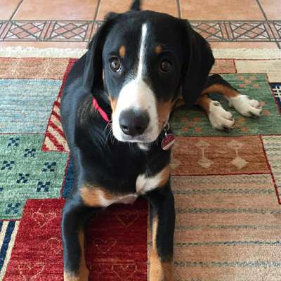 Hundetreffen-Hundetreff an der Ems