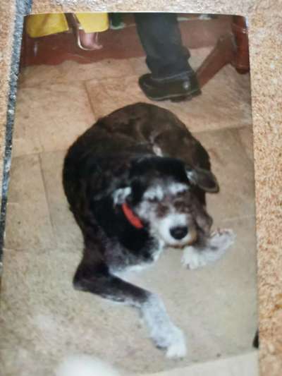 Labradorfans-Beitrag-Bild