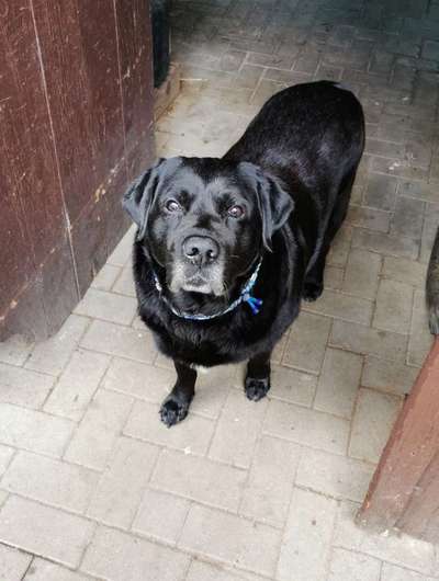 Labradorfans-Beitrag-Bild