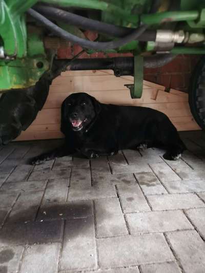 Die Dogorama Kalender Challenge 4/4-Beitrag-Bild