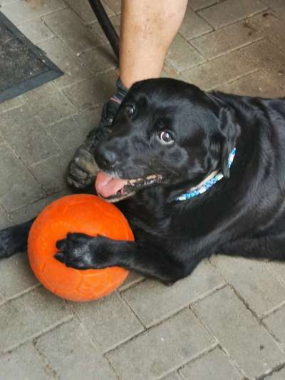 Labradorfans-Beitrag-Bild