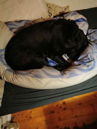 Erfahrung mit älteren Hunden-Beitrag-Bild