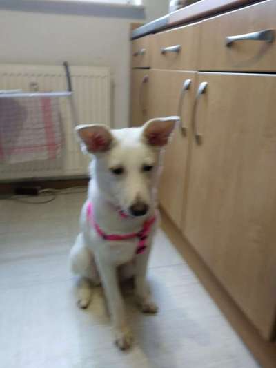 Hilfe bei der Rassebestimmung-Beitrag-Bild