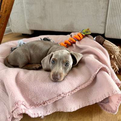 Hundetreffen-Welpentreffen in Halle Altstadt/Mitte/Nördliche & Südliche Innenstadt