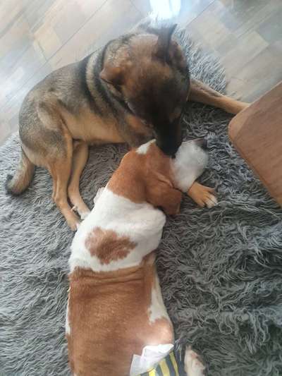 Ersthund akzeptiert unseren Welpen nicht-Beitrag-Bild