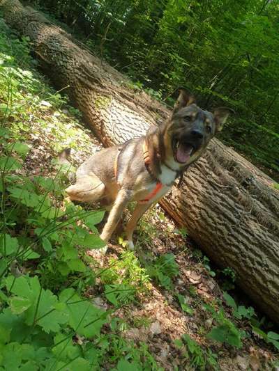 Die Dogorama Kalender Challenge 4/4-Beitrag-Bild