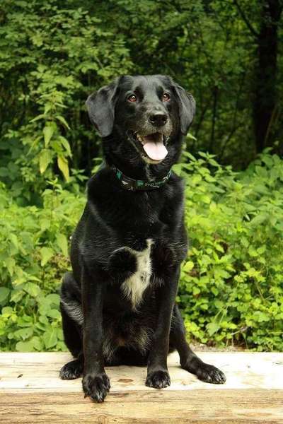 Dein Hund im Dogorama-Kalender 2021-Beitrag-Bild