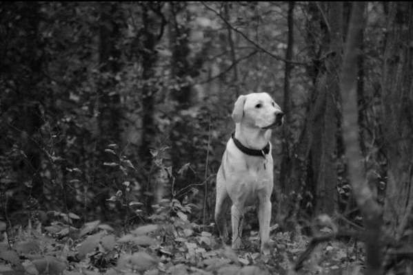 Dein Hund im Dogorama-Kalender 2021-Beitrag-Bild