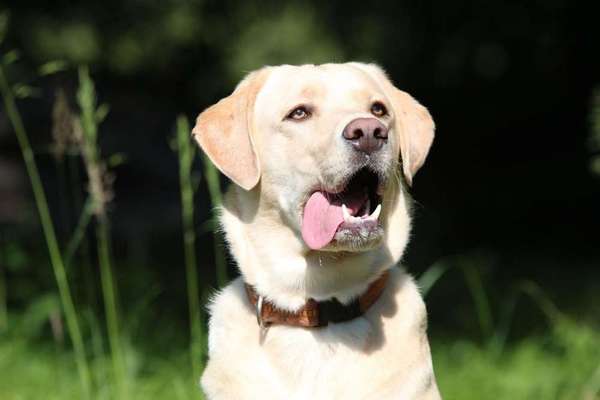 Dein Hund im Dogorama-Kalender 2021-Beitrag-Bild