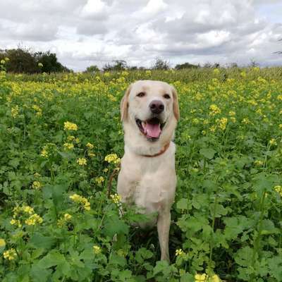 Die Dogorama Monats Challenge "Es grünt und blüht"-Beitrag-Bild