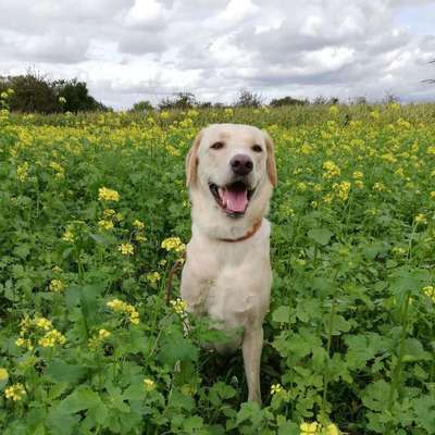 Dein Hund im Dogorama-Kalender 2021-Beitrag-Bild