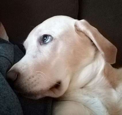 Dein Hund im Dogorama-Kalender 2021-Beitrag-Bild