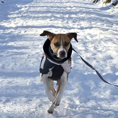 Hundetreffen-Gassirunde, Übungsspaziergänge-Bild