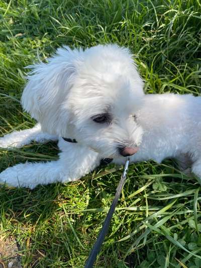 Die Dogorama Monats Challenge "Es grünt und blüht"-Beitrag-Bild