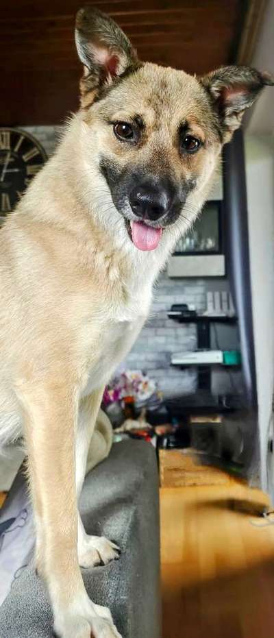 Dogorama Photo Challenge - Hunde in Action-Beitrag-Bild