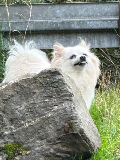 Lustigsten Grimassen von euren Hunden-Beitrag-Bild