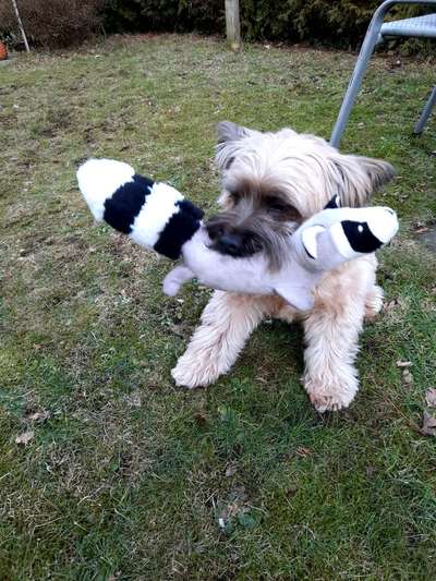 Der Lieblingsplüschi eures Vierbeiners-Beitrag-Bild