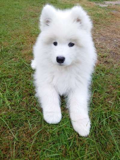 Welpen Bilder !-Beitrag-Bild