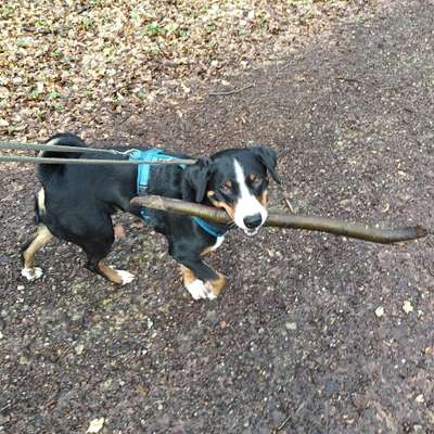 Hundetreffen-Hundebegegnungen üben-Bild