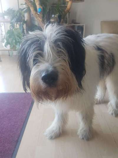 Herdenschutzhunde und Herdi-Mixe-Beitrag-Bild