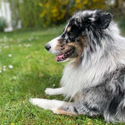 Hundetreffen-Suche gegenseitige Betreuung-Bild