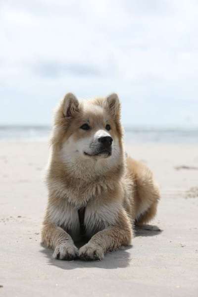 Challenge 41 - Mein Hund im Urlaub-Beitrag-Bild