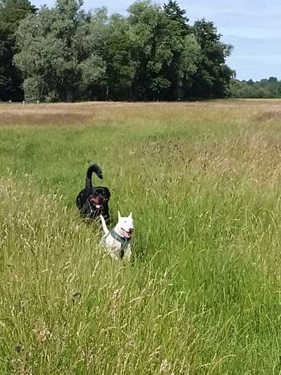 Hundetreffen-Gassi und Spiel runde-Bild