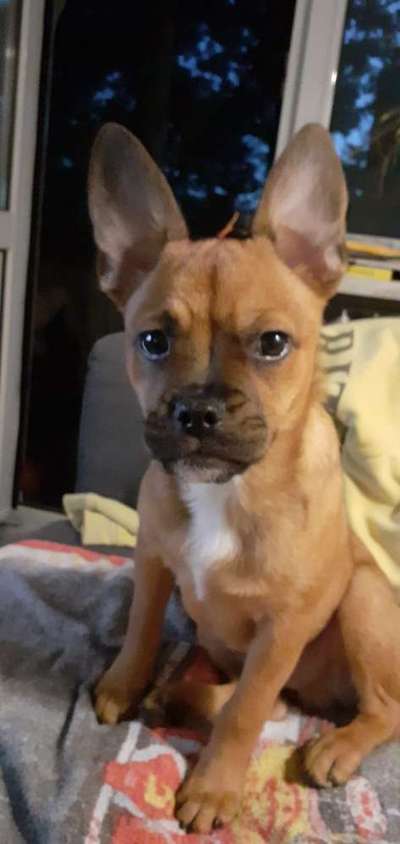 Mischlinge raten - Rätselspaß-Beitrag-Bild