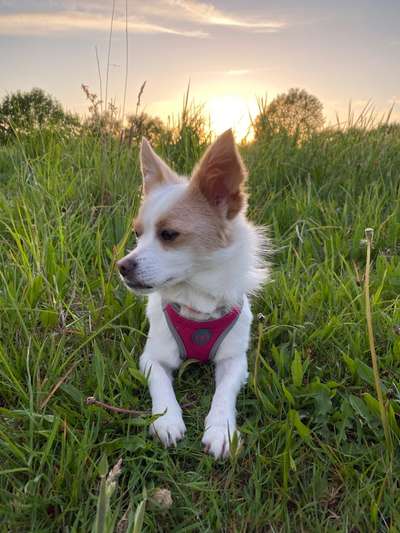 Die Dogorama Kalender Challenge Titelbild-Beitrag-Bild