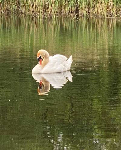 Die wunderschöne Welt mit Hund.-Beitrag-Bild