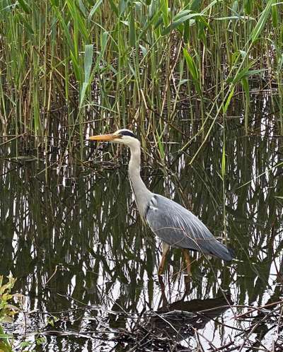 Die wunderschöne Welt mit Hund.-Beitrag-Bild