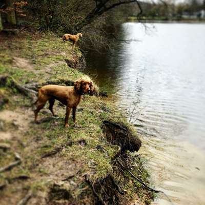 Hundetreffen-Suchen Hundefreundin für Spaziergänge-Bild