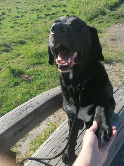 Labradorfans-Beitrag-Bild