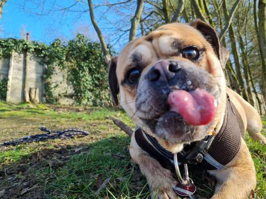 Die Dogorama Monats Challenge "Es grünt und blüht"-Beitrag-Bild