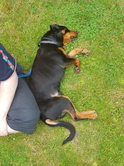 Die Dogorama Monats Challenge "Es grünt und blüht"-Beitrag-Bild