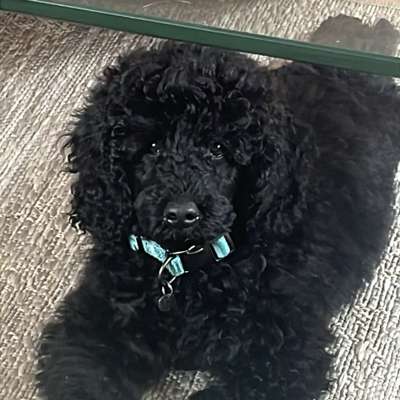 Hundetreffen-Spielrunde-Bild